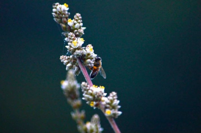 observacion de la naturaleza